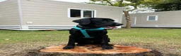 Labrador cani per accoppiamento: Labrador retriever "americano" per accoppiamento  - Annuncio 1