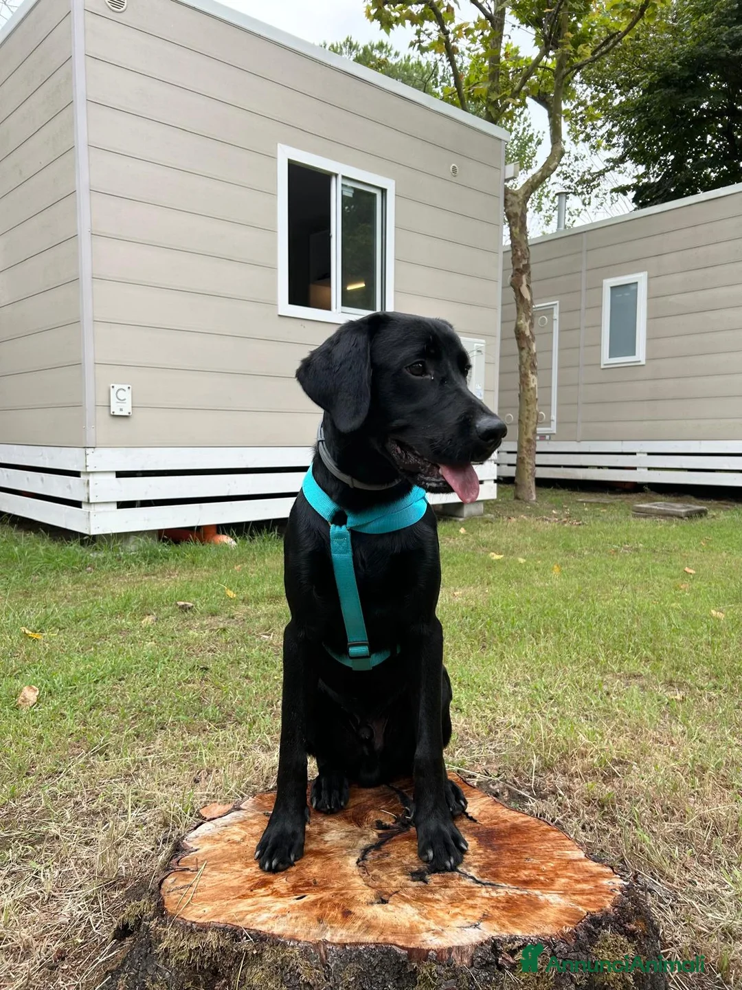 Labrador cani per accoppiamento: Labrador retriever "americano" per accoppiamento  - Annuncio 1