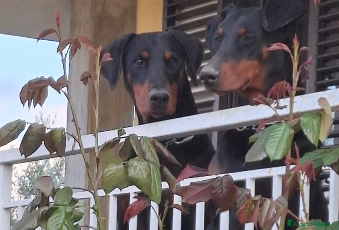 Dobermann cani in vendita: Cuccioli di dobermann - Annuncio 5