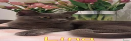 Certosino gatti in regalo: LINA GATTINA SIMILCERTOSINA   - Annuncio 3