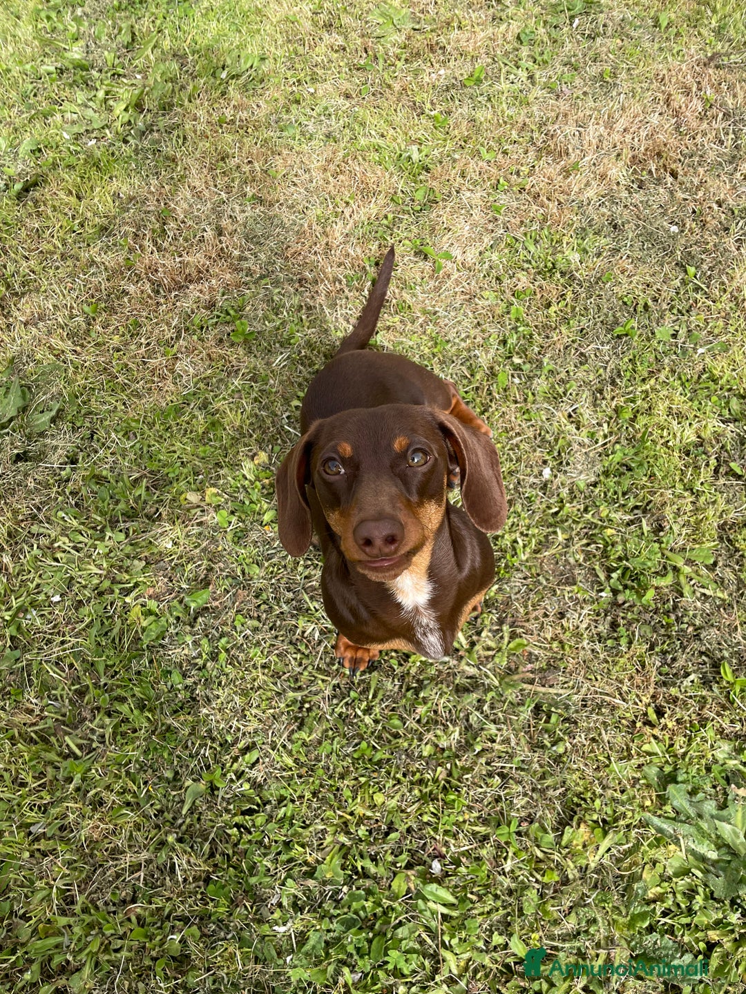 Bassotto cani per accoppiamento: bassotto nano per monta a Provincia di Perugia - Immagine 1