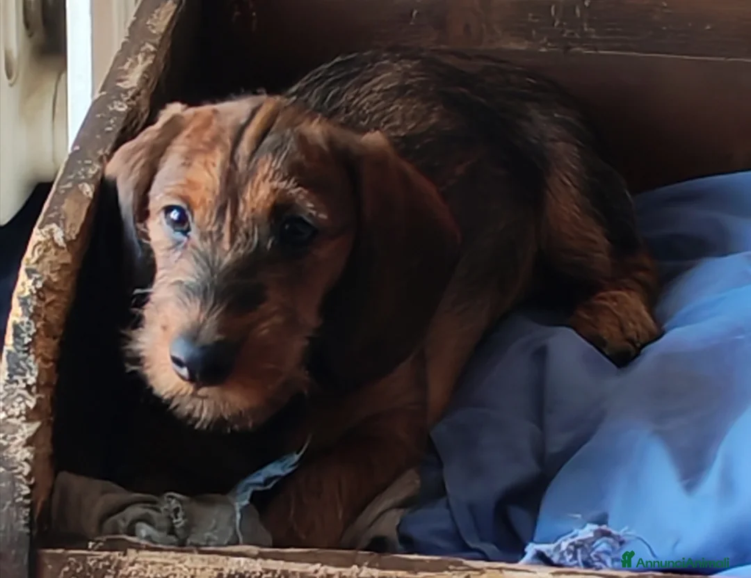 Bassotto cani in vendita: Bassotto pelo duro  - Annuncio 29