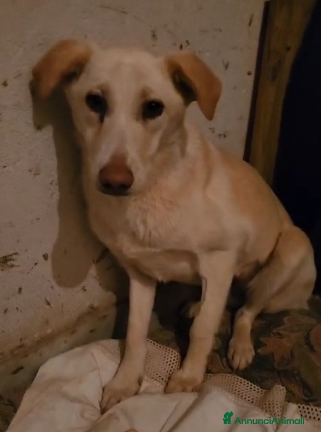 Meticcio cani in regalo: Vera 2/3anni 1vita di stenti vive in 1garage SUD - Annuncio 7