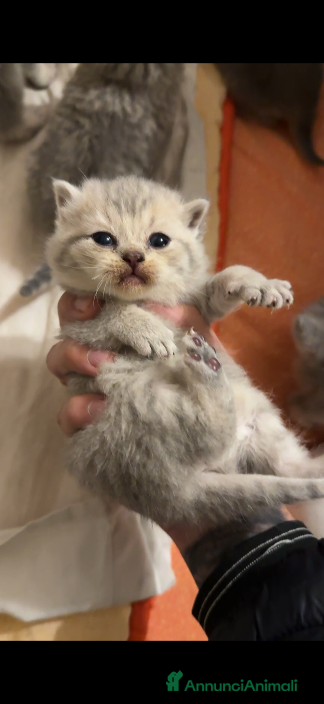 Scottish gatti in vendita: cuccioli SOTTISH FOLD - Annuncio 2