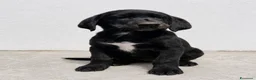 Meticcio cani in regalo: Isotta Daemon Isabel Cecilia Brio - Annuncio 4
