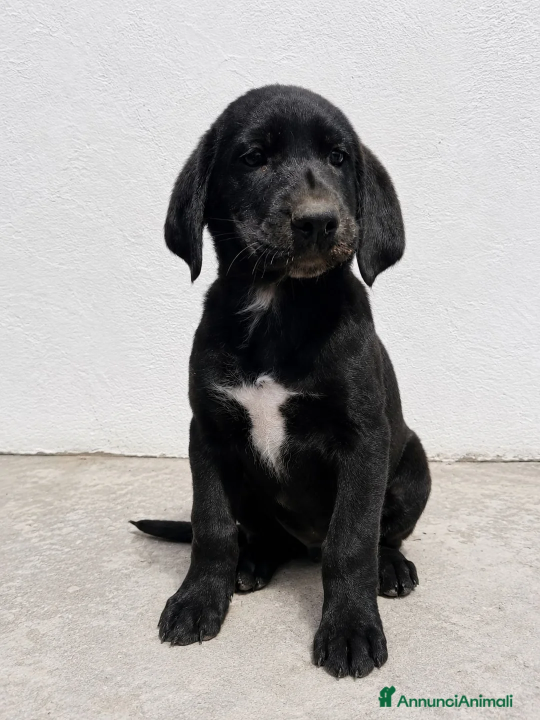 Meticcio cani in regalo: Isotta  - Annuncio 2