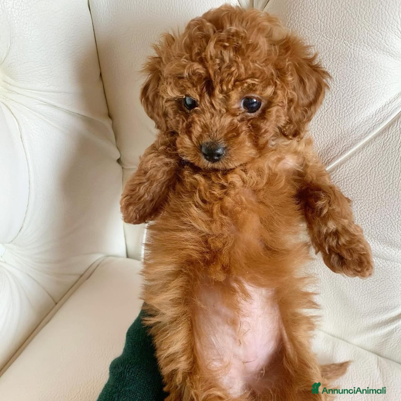 Barboncino cani Barboncino maschio e femmina - Annuncio 1
