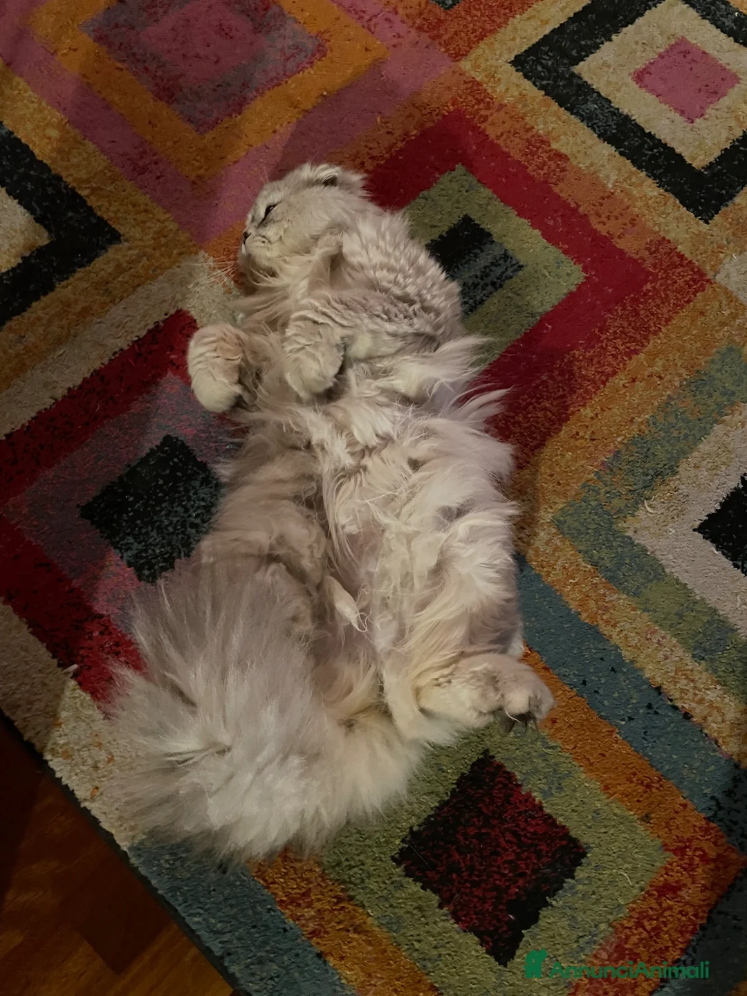 Scottish gatti in vendita: Scottish Long Hair a Provincia di Verona - Annuncio 2