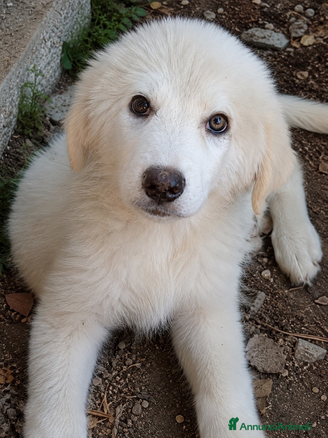 Pastore Abbruzzese Maremmano cani Cuccioli (mix) maremmano - Annuncio 3