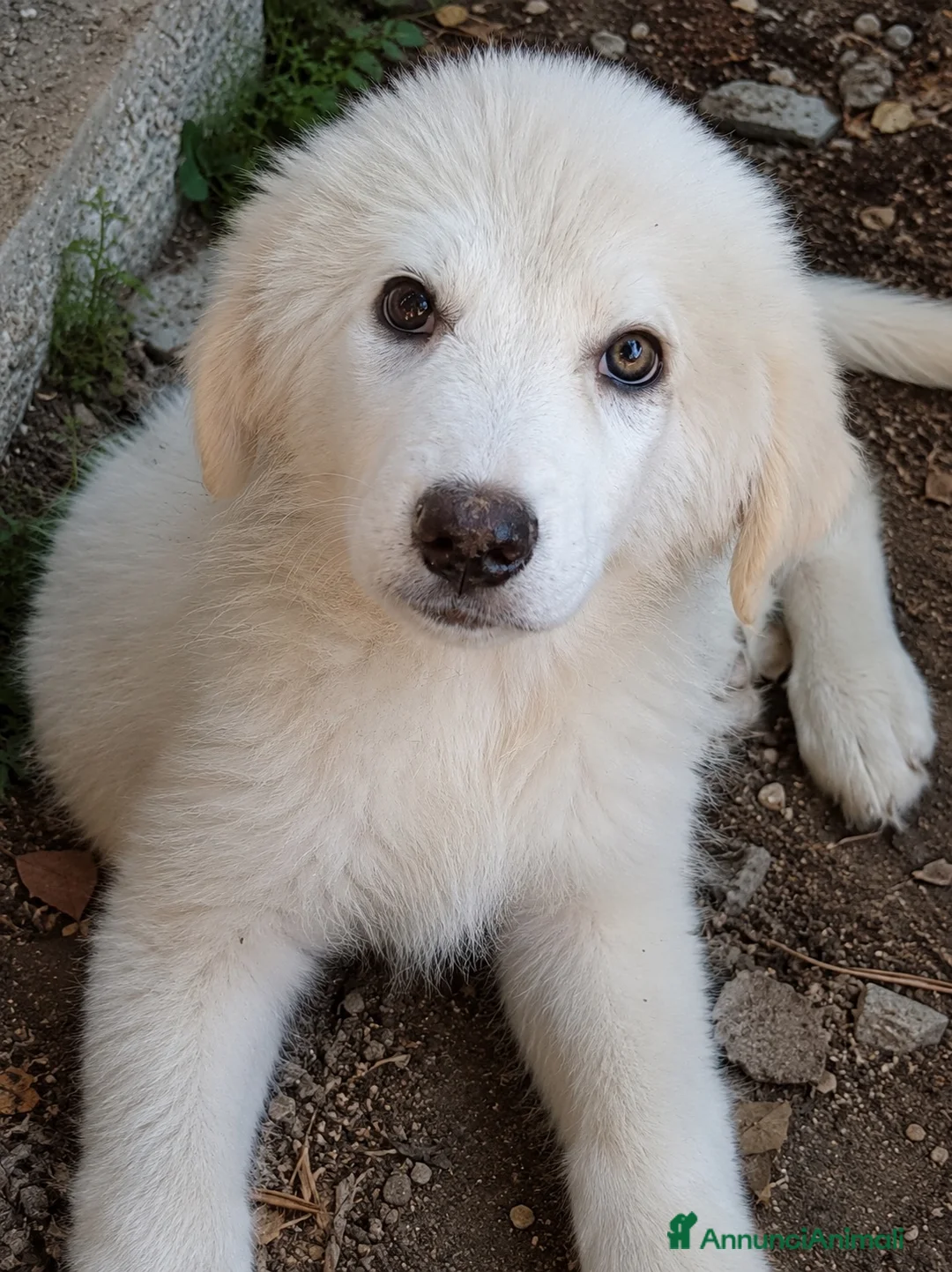 Pastore Abbruzzese Maremmano cani in regalo: Cuccioli (mix) maremmano a Città Metropolitana di Torino - Annuncio 1