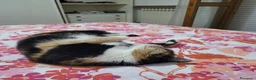 Meticcio gatti in regalo: Macchia cerca casa - Annuncio 3