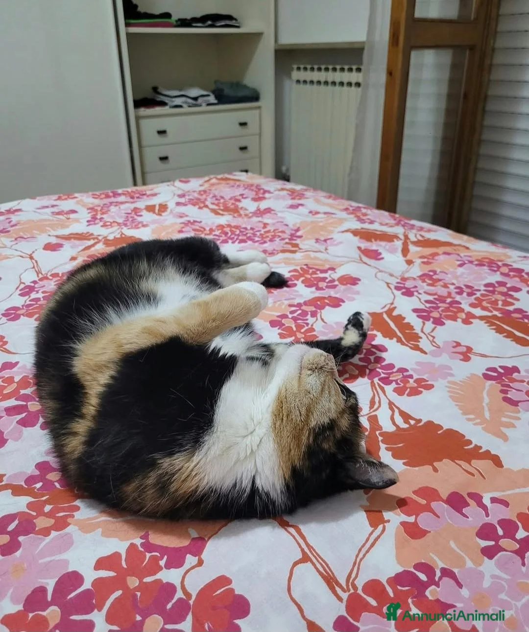 Meticcio gatti in regalo: Macchia cerca casa - Annuncio 3