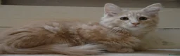 Norvegese gatti in vendita: Cuccioli norvegesi delle foreste  - Annuncio 4
