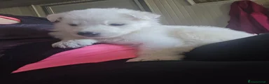 Pastore Svizzero Cucciolo 8