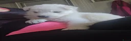Pastore Svizzero cani in vendita: Cuccioli pastore svizzero bianco - Annuncio 14