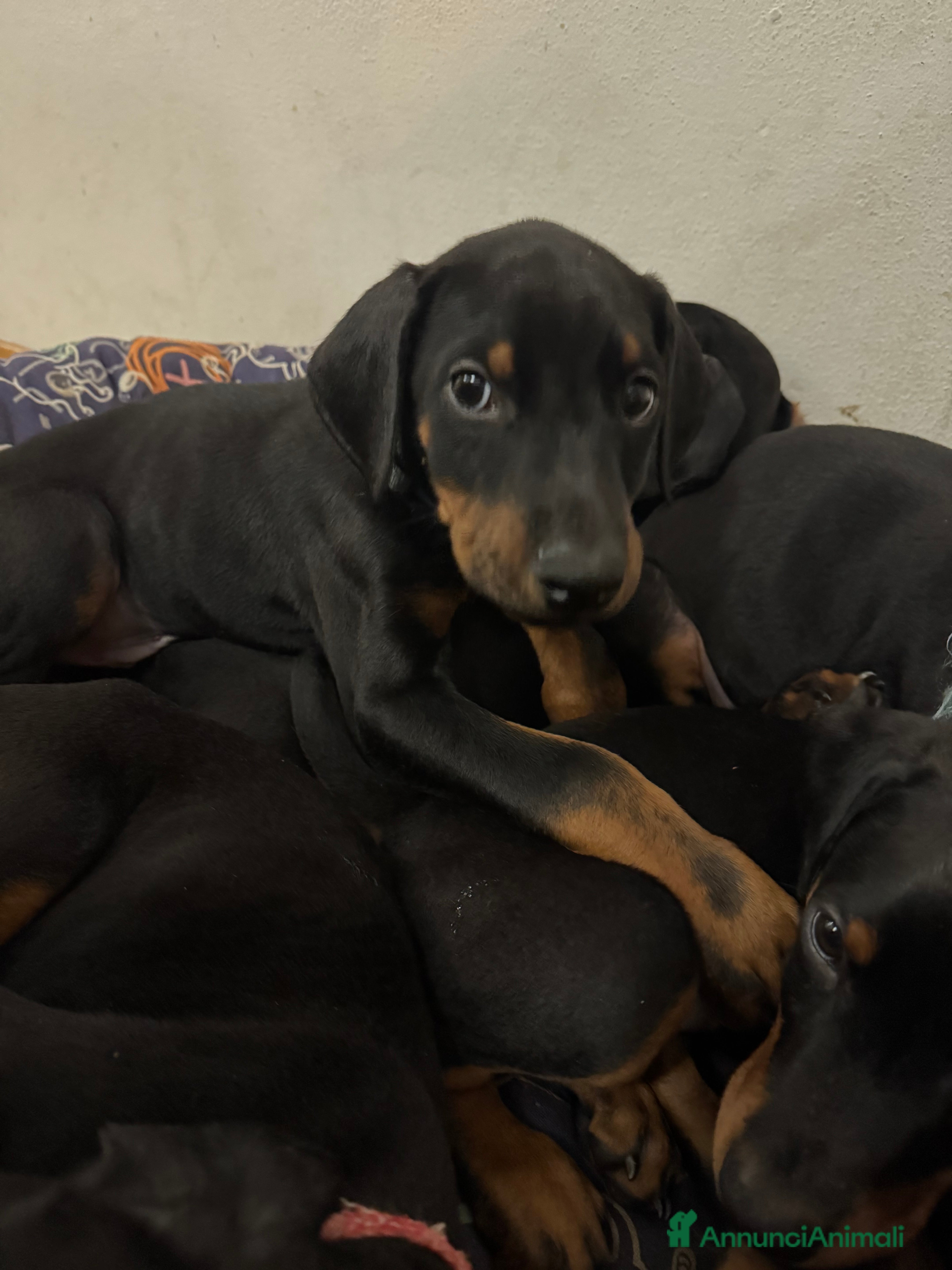 Dobermann cani Cuccioli di dobermann - Annuncio 6