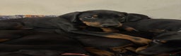 Dobermann cani in vendita: Cuccioli di dobermann - Annuncio 1