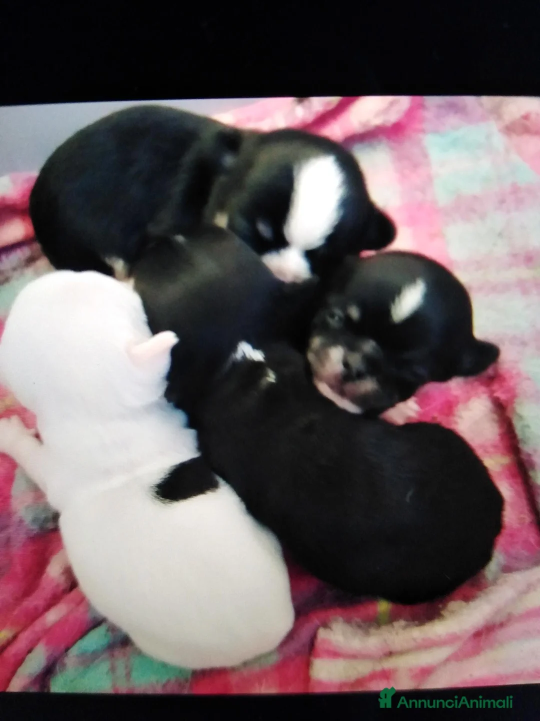 Chihuahua cani in vendita: Chihuahua cucciolo pelo corto  - Annuncio 1