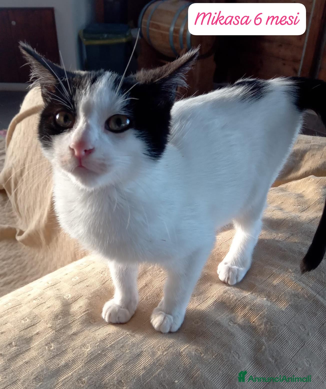 Altre razze gatti Gattini destinati alla colonia  - Annuncio 1