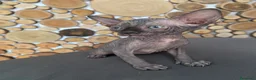 Sphynx gatti in vendita: Cuccioli Sphynks  - Annuncio 4