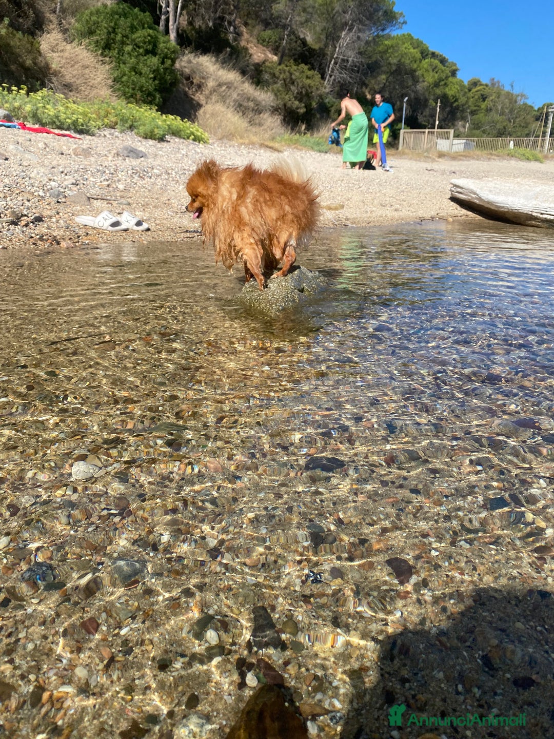 Volpino Pomerania cani in vendita: Volpino Spitz Pomerania adulto maschio a Città Metropolitana di Cagliari - Immagine 11