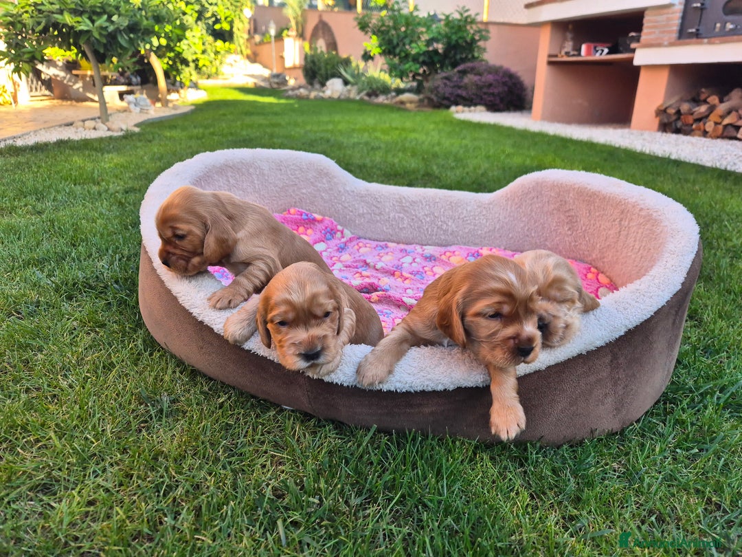 Cocker cani in vendita: Cuccioli cocker Spaniel inglese - Annuncio 11