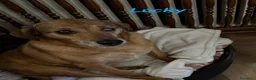 Meticcio cani in regalo: ADozione del cuore per LUCKY - Annuncio 4