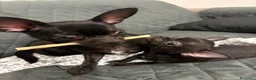 Chihuahua cani in vendita: Cucciola di Chihuahua femmina - Annuncio 1