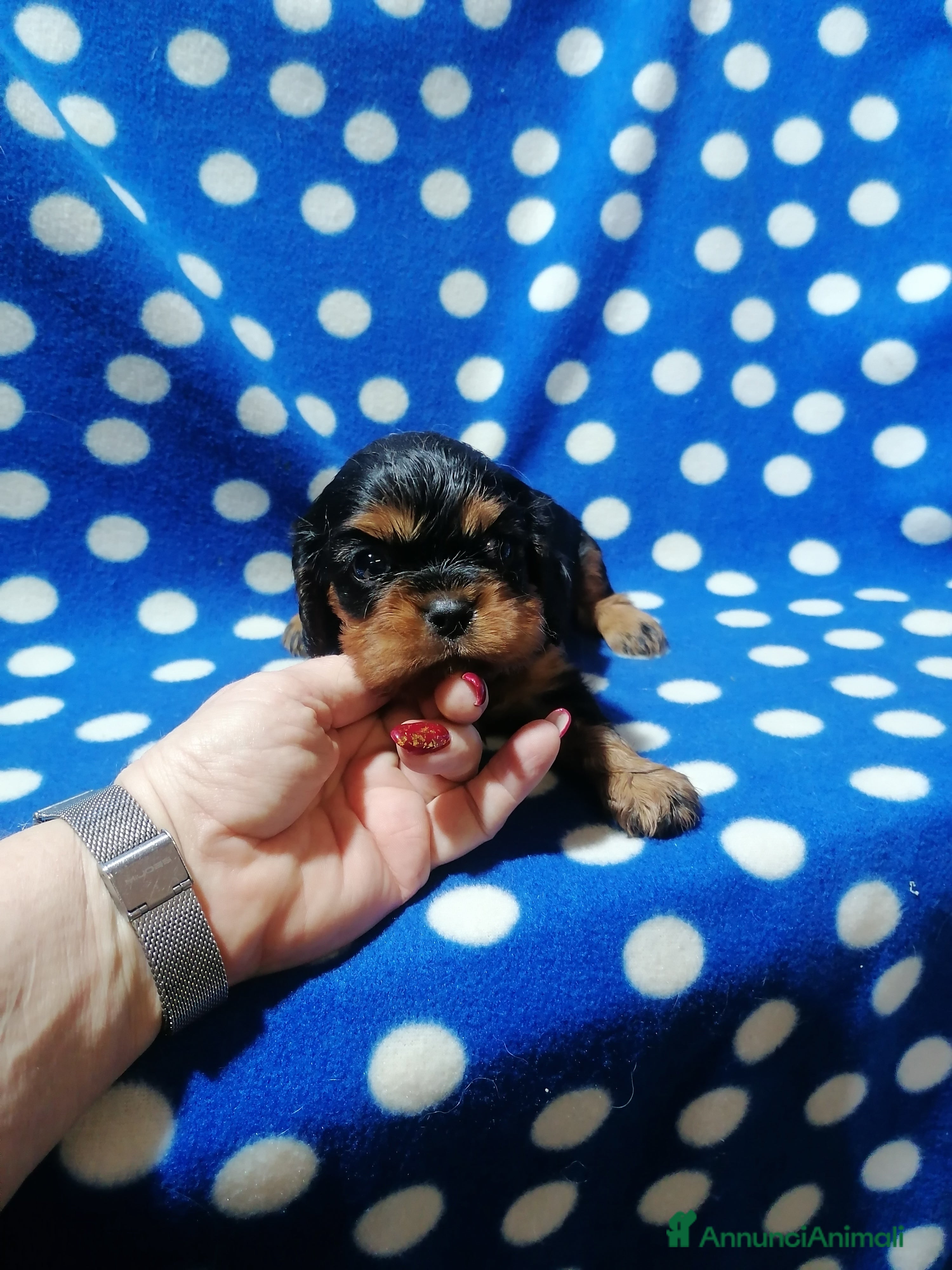 Cavalier King cani Cavalier King Charles Spaniel cuccioli - Annuncio 5
