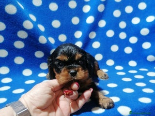 Cavalier King cani Cavalier King Charles Spaniel cuccioli - Annuncio 5
