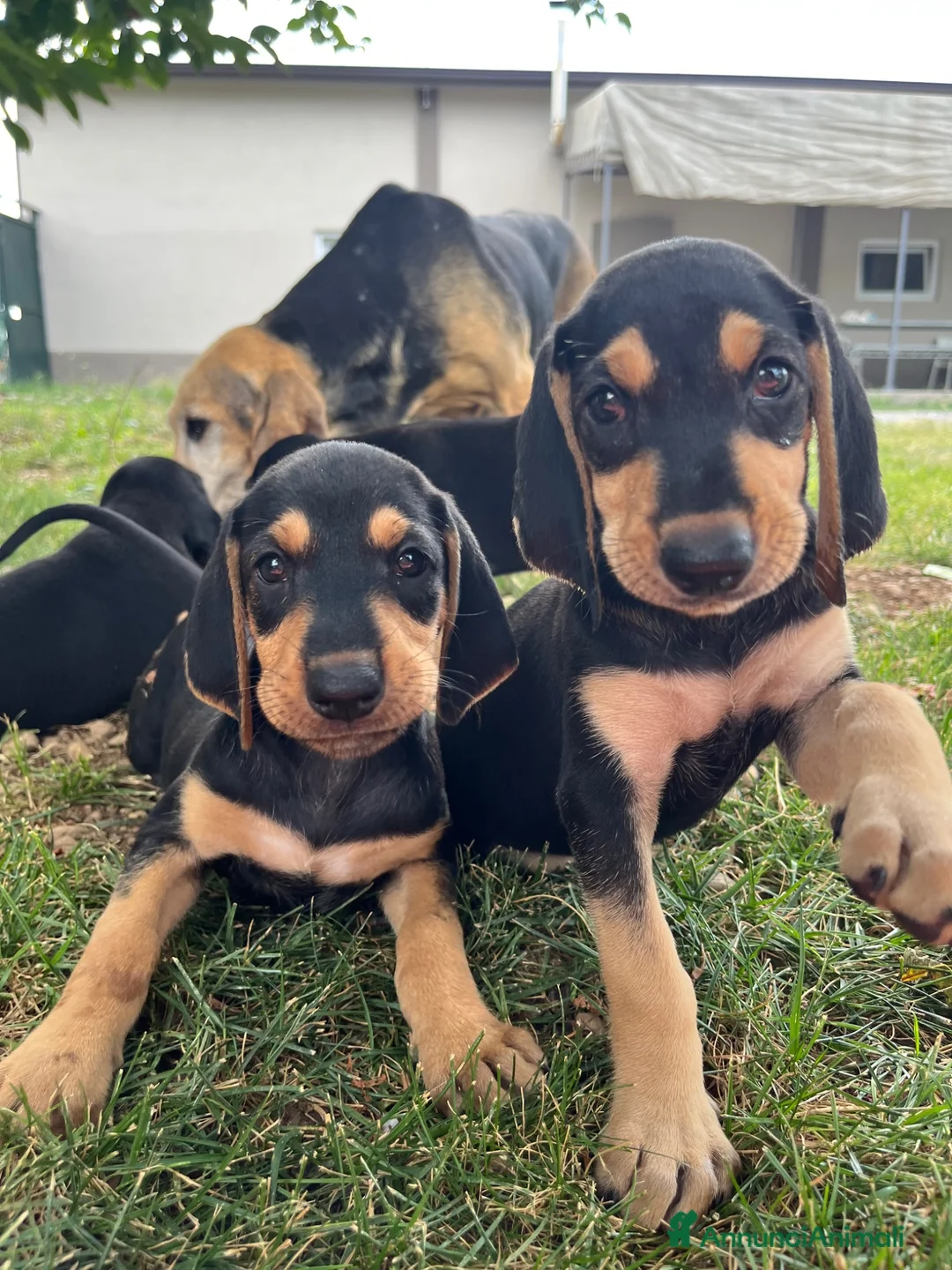 Segugio cani in vendita: Segugio italiano  a Provincia di Bergamo - Annuncio 1