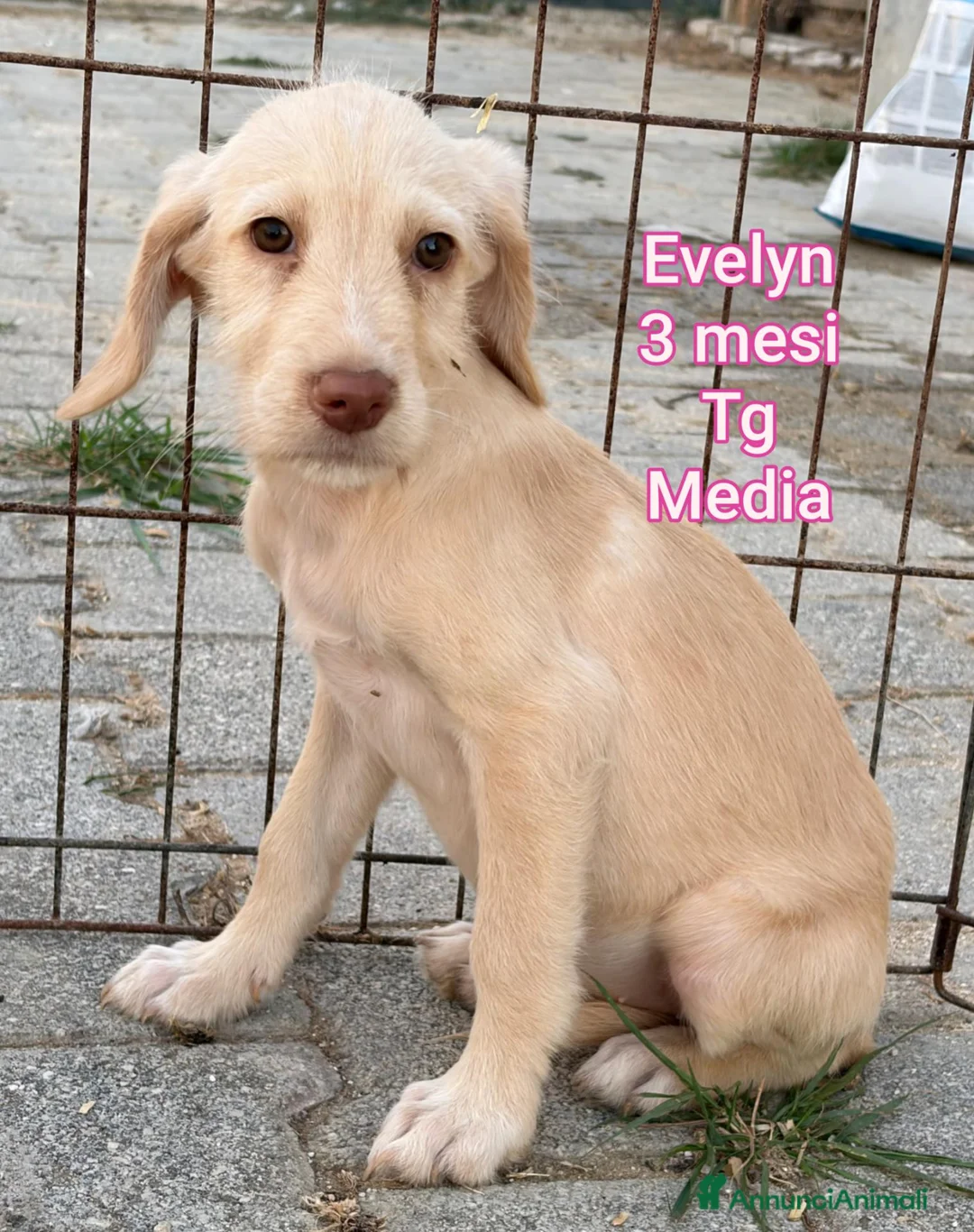Meticcio cani in regalo: SALVA UN CUCCIOLO!!! a Provincia di Reggio Emilia - Annuncio 11