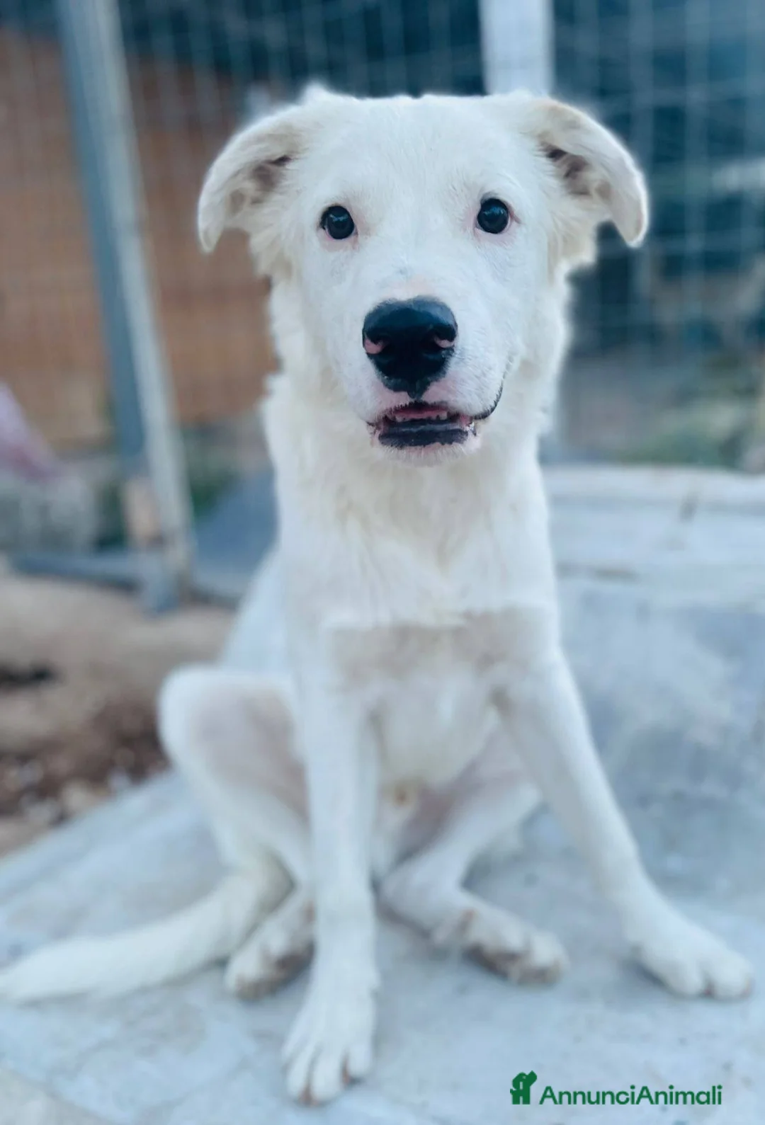 Meticcio cani in regalo: IL DOLCE SNOOPY - Annuncio 5