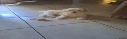 Maltese cani in vendita: Ultimi 2 maschi di Maltese - Annuncio 3