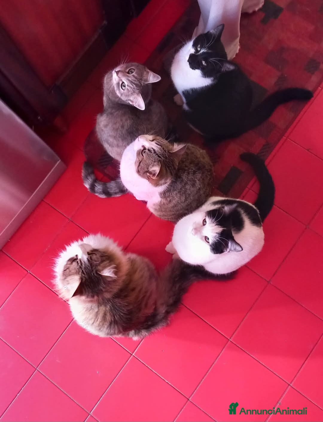 Altre razze gatti in regalo: Regalo bellissimi gatti  - Annuncio 4