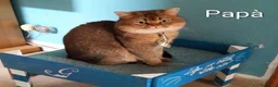 Scottish gatti in vendita: Gattina Scottish Straight  a Provincia di Ancona - Annuncio 12