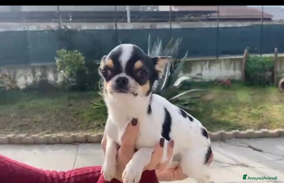 Chihuahua cani in vendita: Maschio di un anno e mezzo  - Annuncio 2