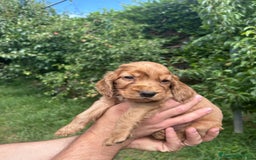 Cocker cani in vendita: Cuccioli Cocker a Provincia di Bergamo - Immagine 4