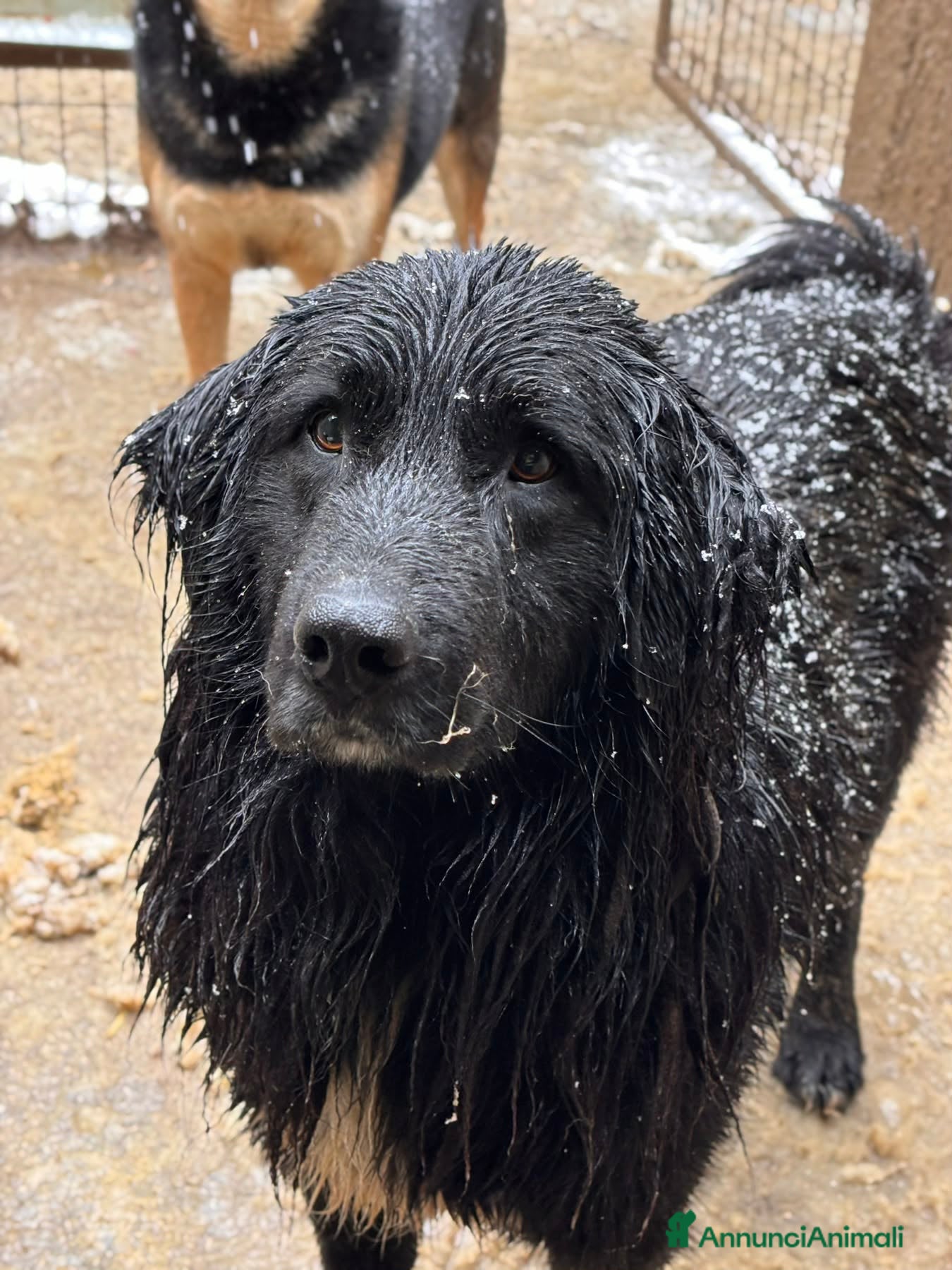 Meticcio cani KUMBA, pastorino dolcissimo ignorato da tutti! - Annuncio 40