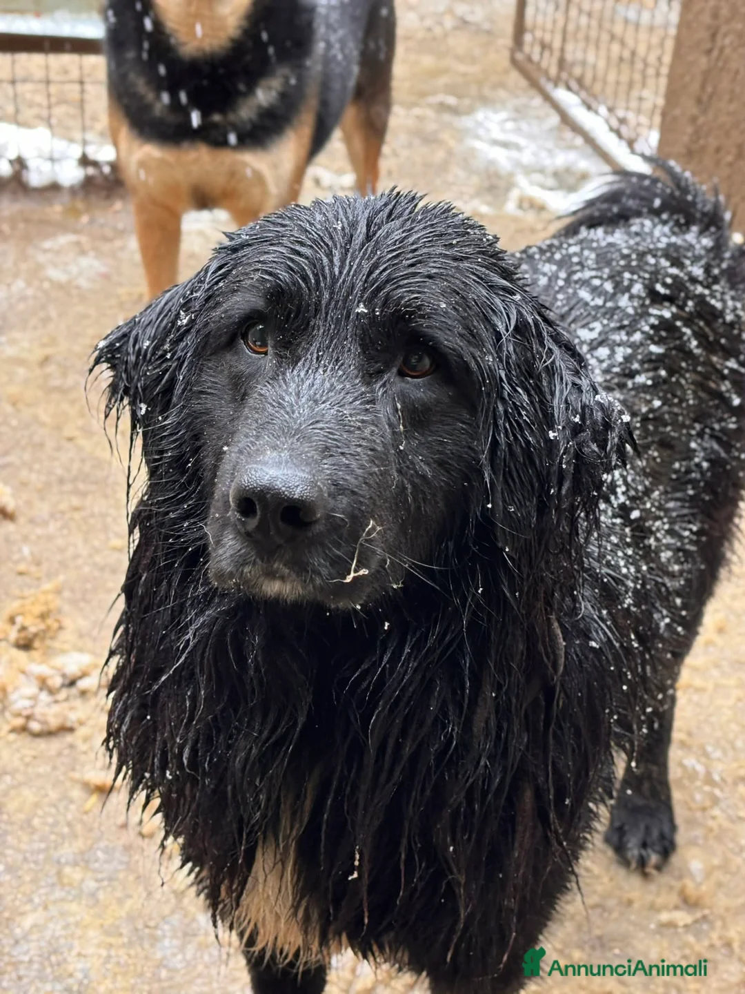 Meticcio cani in regalo: KUMBA, pastorino dolcissimo ignorato da tutti! - Annuncio 1