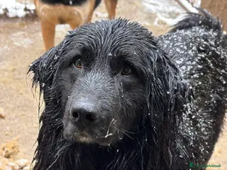 Meticcio cani KUMBA, pastorino dolcissimo ignorato da tutti! - Annuncio 40