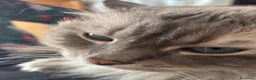 Siberiano gatti in vendita: Siberiano Neva Masquerade Blue Silver Tabby a Provincia di Reggio Emilia - Annuncio 5