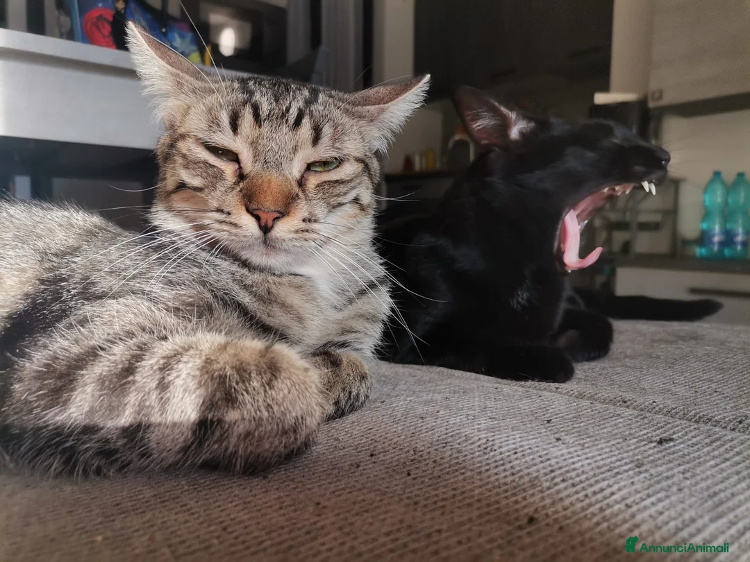Europeo gatti in regalo: Gatti europei fratelli - Annuncio 13