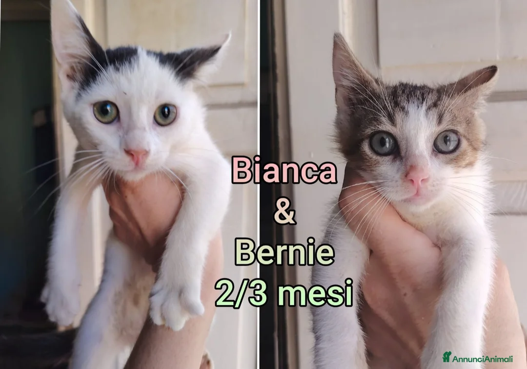 Altre razze gatti in regalo: GATTINI ABBANDONATI: URGENTE  a Città Metropolitana di Torino - Annuncio 2