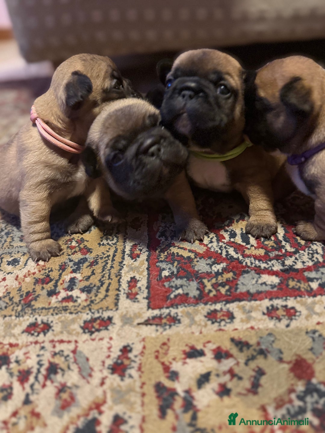Bulldog Francese cani in vendita: Cuccioli di Bouldogue francese - Annuncio 3