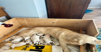 Golden Retriever cani Cuccioli di Golden Retriver - Annuncio 2