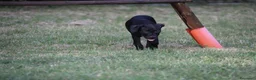 Pitbull cani in vendita: Cucciola Pit Bull con pedigree anche a rate - Annuncio 13