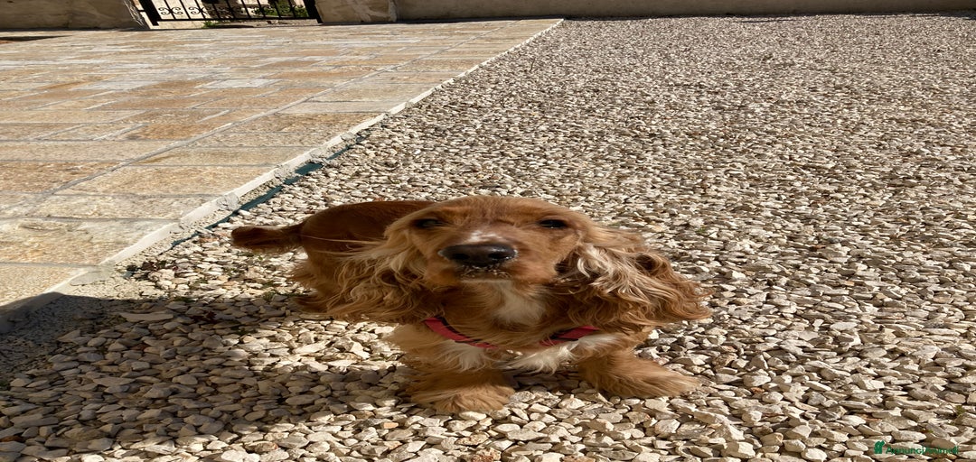 Immagine della galleria {{count}}