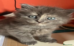 Siberiano gatti in vendita: Gatti siberiani  a Provincia di Biella - Immagine 9