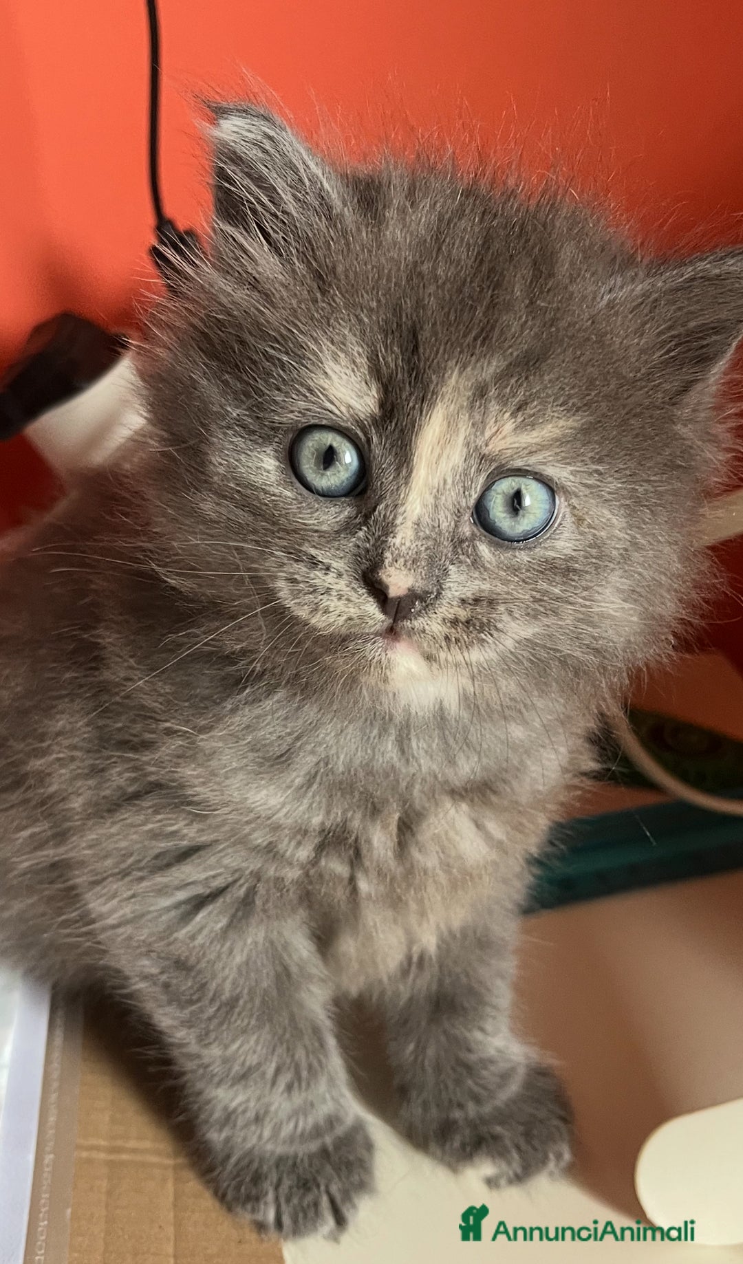 Siberiano gatti in vendita: Gatti siberiani  a Provincia di Biella - Immagine 9